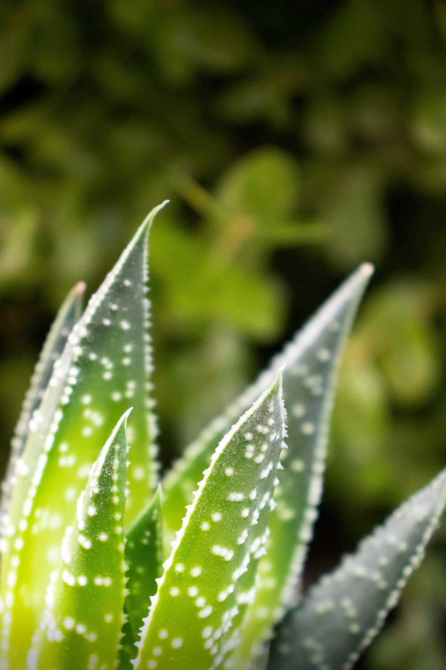 Die Vorteile von Aloe Vera Produkten